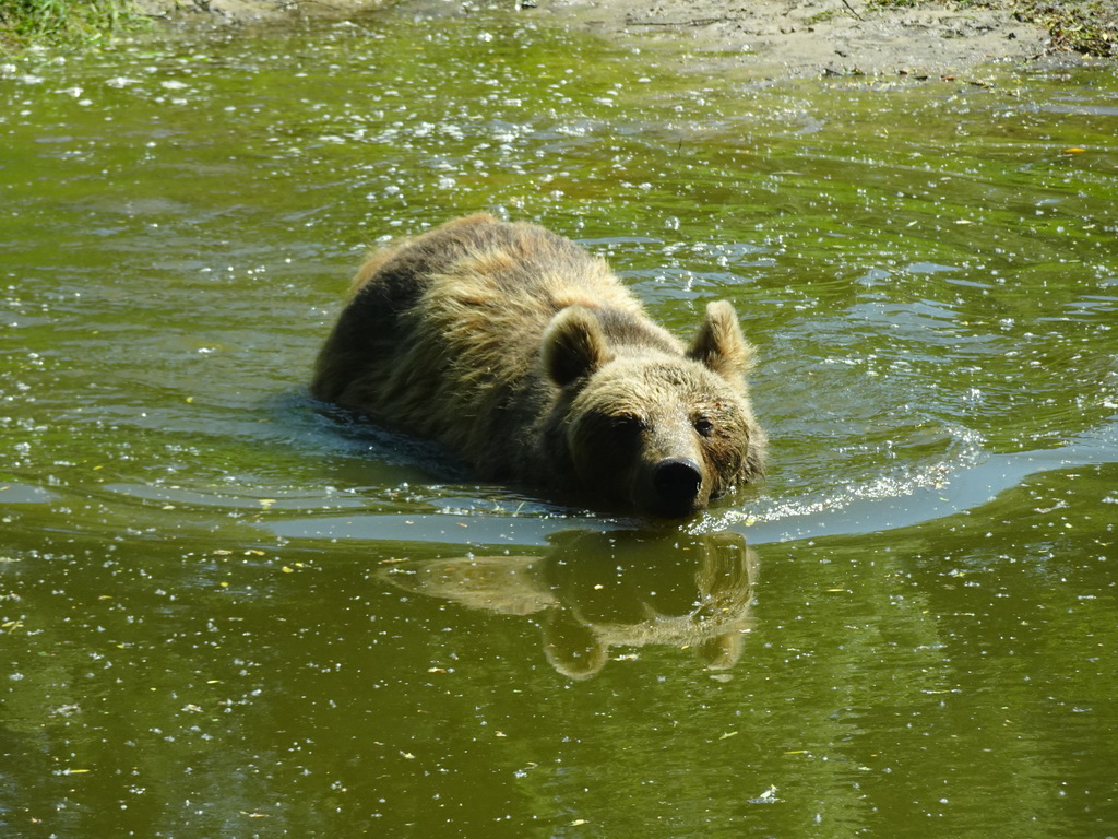 Brown Bear at the Dierenrijk zoo