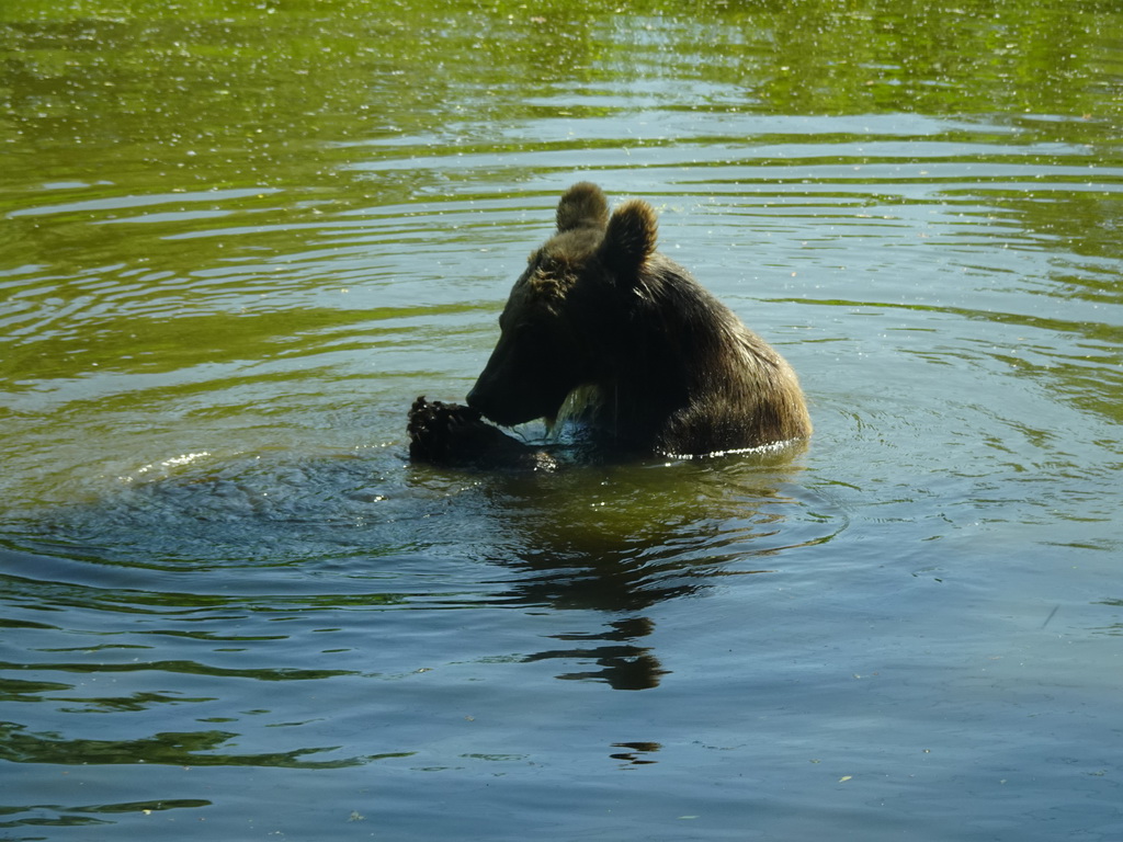 Brown Bear at the Dierenrijk zoo