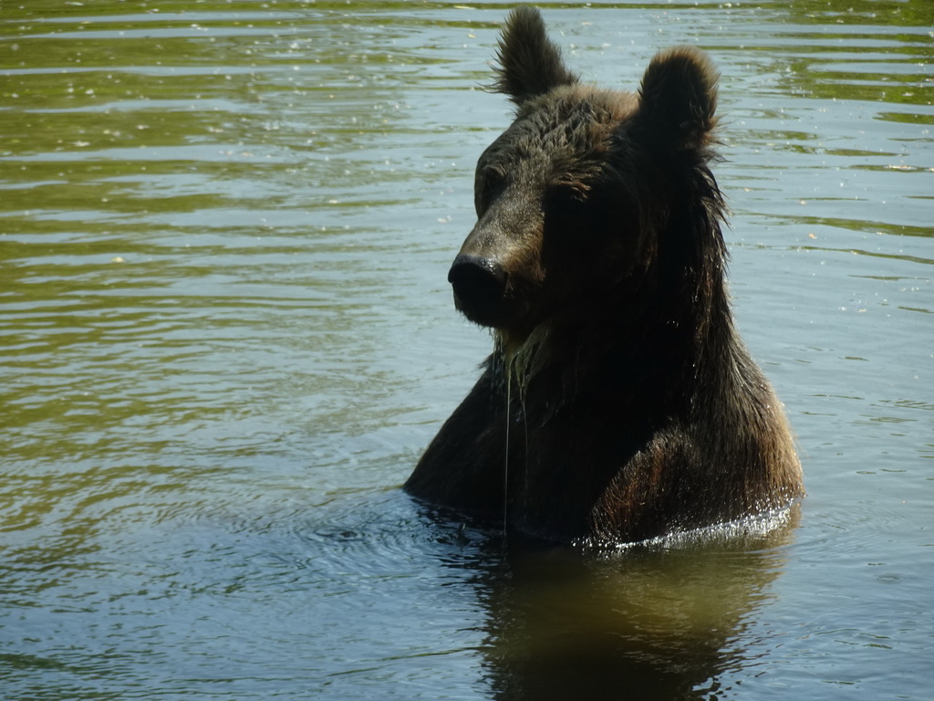 Brown Bear at the Dierenrijk zoo