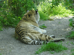 Siberian Tiger at the Dierenrijk zoo