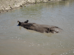 Indian Rhinoceros at the Dierenrijk zoo