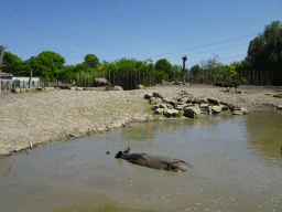 Indian Rhinoceros at the Dierenrijk zoo