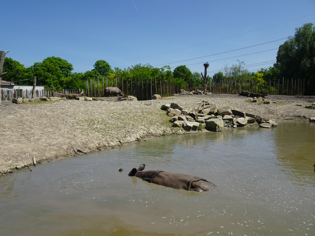 Indian Rhinoceros at the Dierenrijk zoo