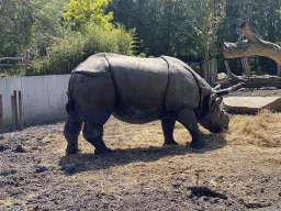 Indian Rhinoceros at the Dierenrijk zoo