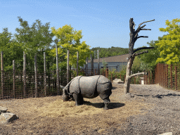 Indian Rhinoceros at the Dierenrijk zoo