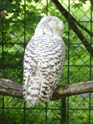 Snowy Owl at the Dierenrijk zoo