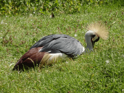 Grey Crowned Crane at the Dierenrijk zoo