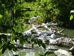 Pink-backed Pelicans at the Dierenrijk zoo