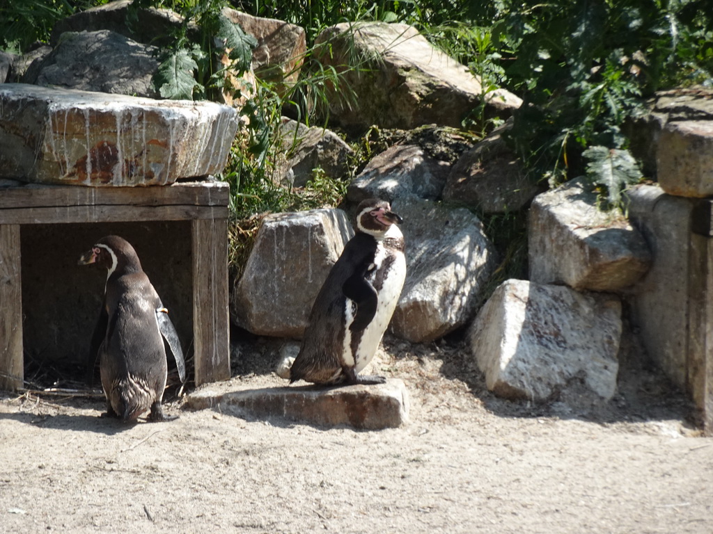 Humboldt Penguins at the Dierenrijk zoo