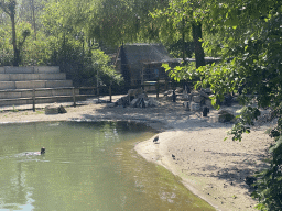 Humboldt Penguins at the Dierenrijk zoo