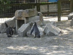 Humboldt Penguins at the Dierenrijk zoo