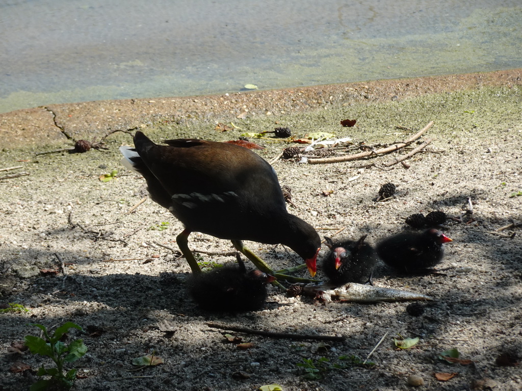 Moorhen with young Moorhens at the Dierenrijk zoo