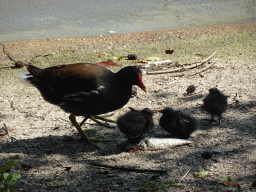 Moorhen with young Moorhens at the Dierenrijk zoo