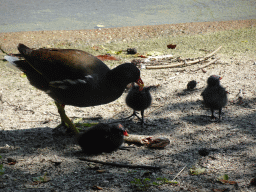 Moorhen with young Moorhens at the Dierenrijk zoo