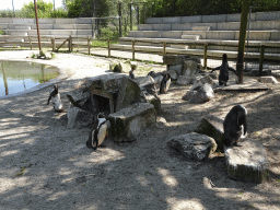 Humboldt Penguins at the Dierenrijk zoo