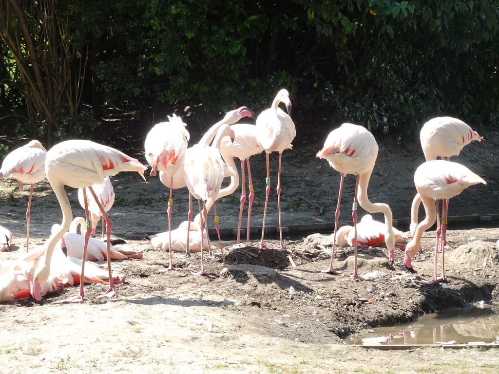 Greater Flamingos at the Dierenrijk zoo