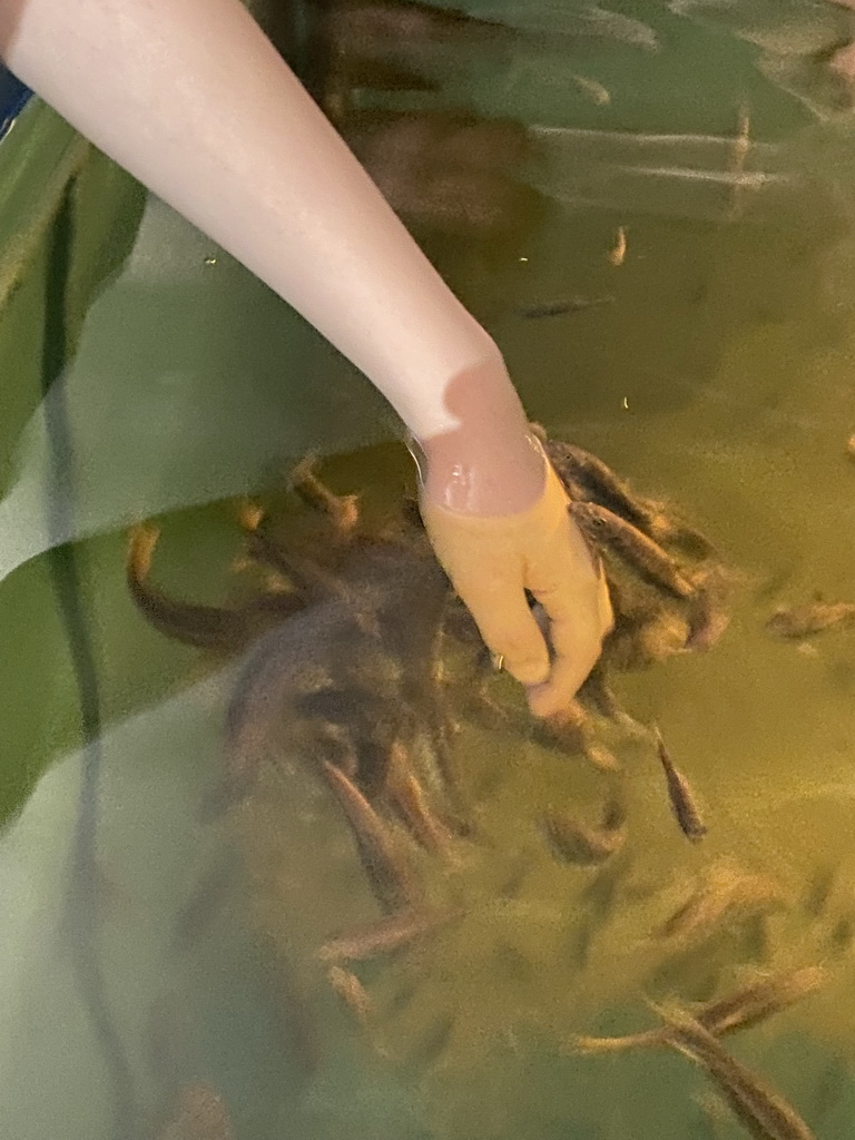 Max`s hand with Doctor Fish at the Dierenrijk zoo