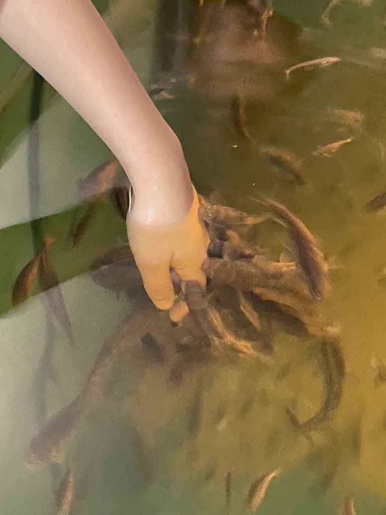 Max`s hand with Doctor Fish at the Dierenrijk zoo