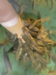 Max`s hand with Doctor Fish at the Dierenrijk zoo