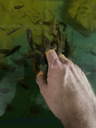 Tim`s hand with Doctor Fish at the Dierenrijk zoo