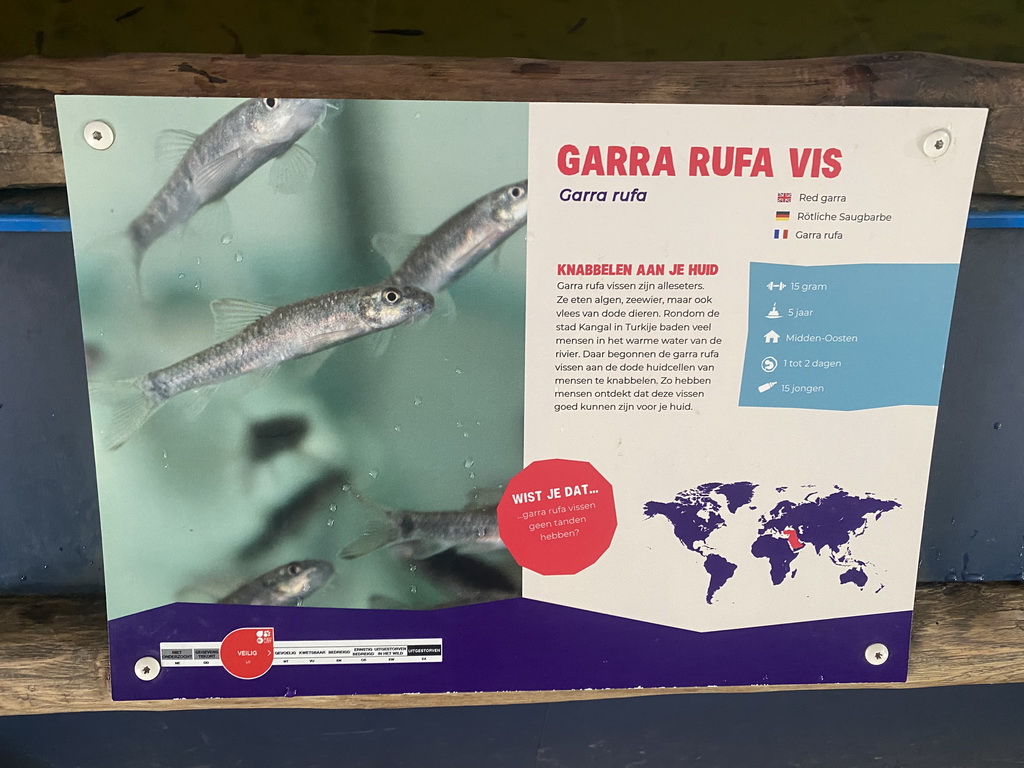 Explanation on the Doctor Fish at the Dierenrijk zoo