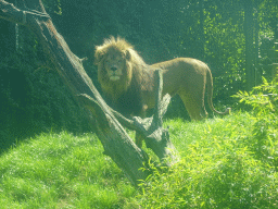 African Lion at the Dierenrijk zoo