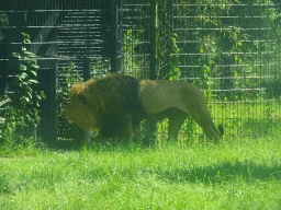 African Lion at the Dierenrijk zoo