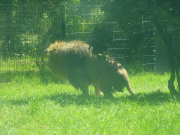 African Lion at the Dierenrijk zoo