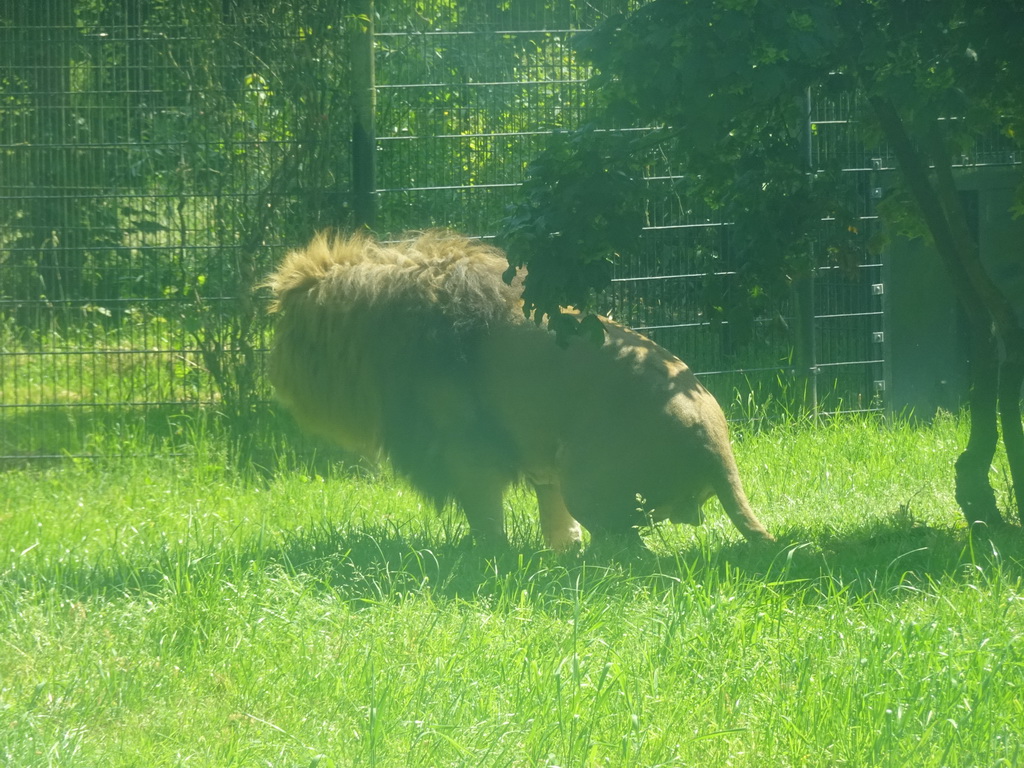 African Lion at the Dierenrijk zoo