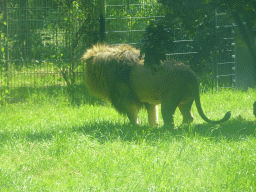 African Lion at the Dierenrijk zoo