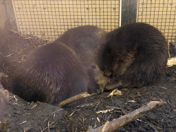 Beavers at the Dierenrijk zoo