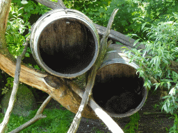 Northern Raccoons at the Dierenrijk zoo