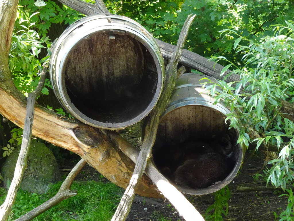 Northern Raccoons at the Dierenrijk zoo