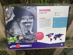 Explanation on the Northern Raccoon at the Dierenrijk zoo