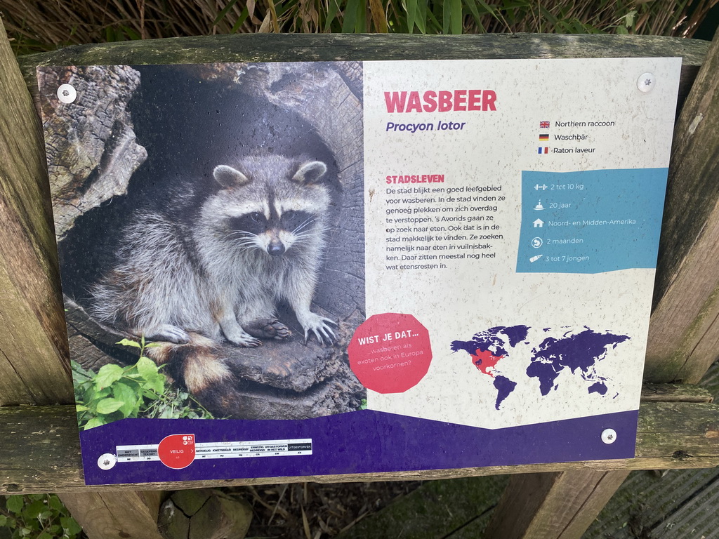 Explanation on the Northern Raccoon at the Dierenrijk zoo