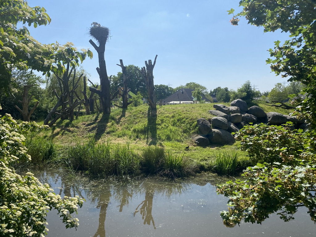 Chimpanzee enclosure with a Stork with young Storks at the Dierenrijk zoo