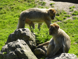 Barbary Macaques at the Dierenrijk zoo