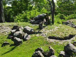 Barbary Macaques at the Dierenrijk zoo