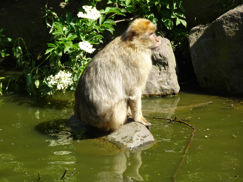 Barbary Macaque at the Dierenrijk zoo