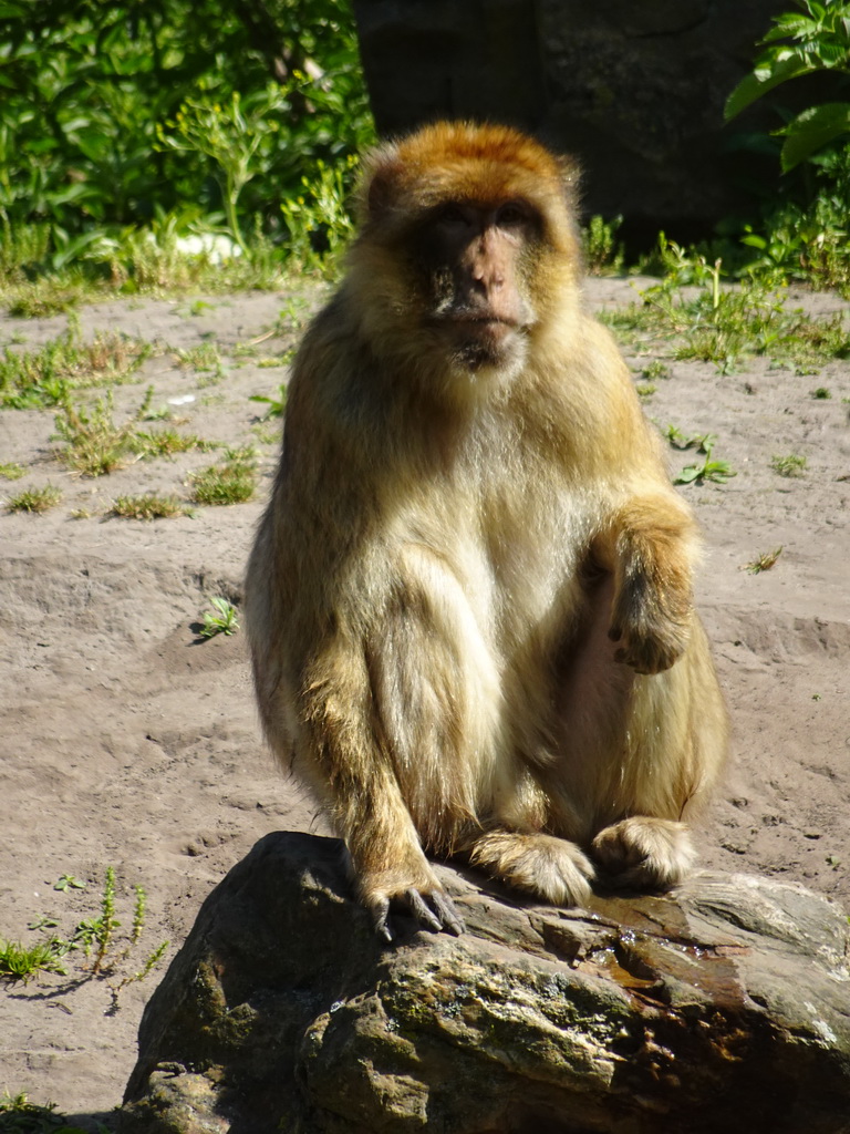 Barbary Macaque at the Dierenrijk zoo