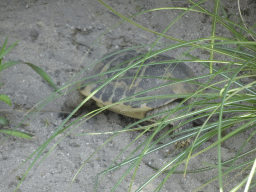 Hermann`s Tortoise at the Dierenrijk zoo