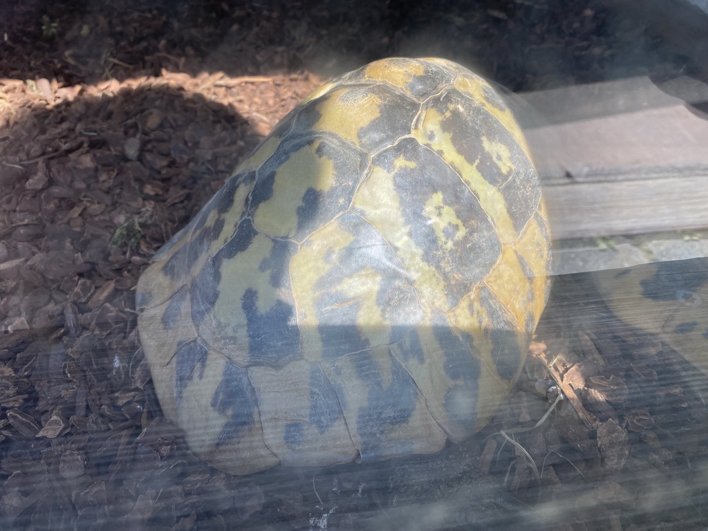 Hermann`s Tortoise at the Dierenrijk zoo