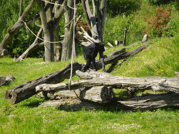 Chimpanzee at the Dierenrijk zoo