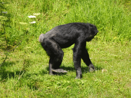 Chimpanzee at the Dierenrijk zoo