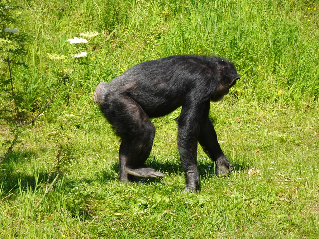 Chimpanzee at the Dierenrijk zoo