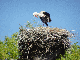 Stork at the Chimpanzee enclosure at the Dierenrijk zoo