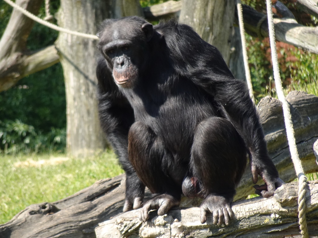 Chimpanzee at the Dierenrijk zoo