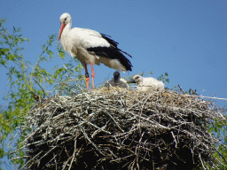 Stork with young Storks at the Chimpanzee enclosure at the Dierenrijk zoo