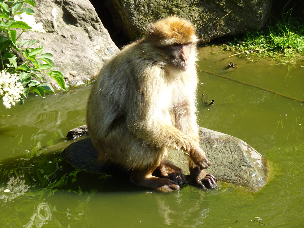 Barbary Macaque at the Dierenrijk zoo