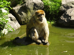 Barbary Macaque at the Dierenrijk zoo